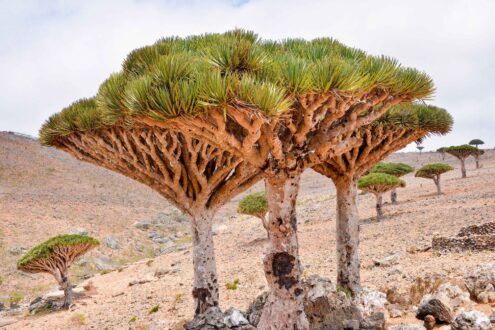 socotra (2)